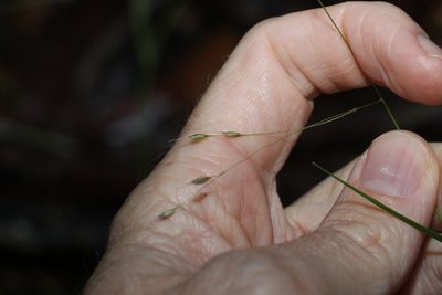 Eriachne pallescens, photographed by Greg Tasney