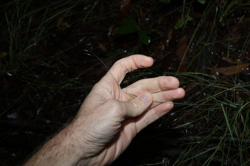 Eriachne pallescens, photographed by Greg Tasney