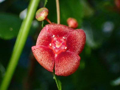 Euonymus occidentalis, photographed by Cricket Raspet