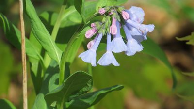 Mertensia virginica, photographed by Marilynn Miller