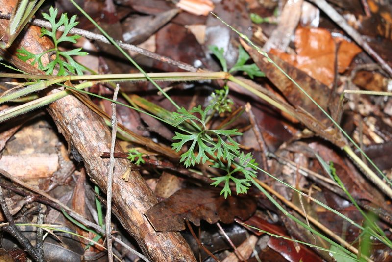 Trachymene incisa, photographed by Greg Tasney