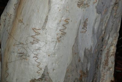 Eucalyptus racemosa, photographed by Greg Tasney