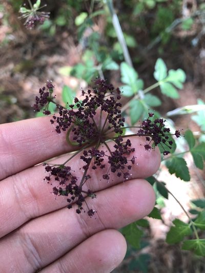 Arracacia bracteata, photographed by Skjold Søndergaard