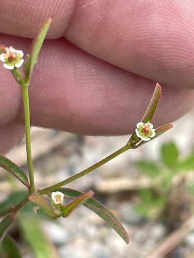 Euphorbia curtisii, photographed by Becky Dill