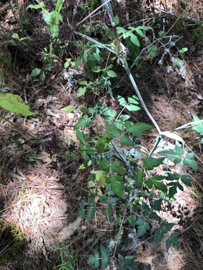 Arracacia bracteata, photographed by Skjold Søndergaard