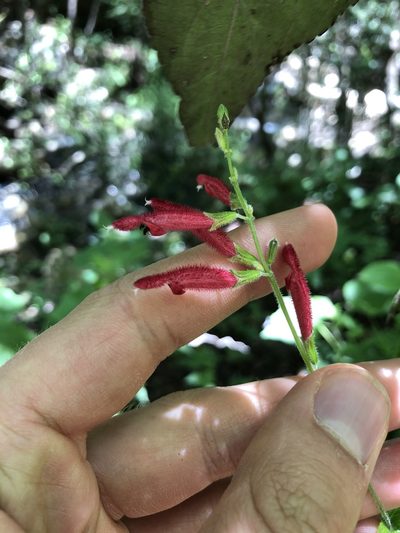 Salvia tubifera, photographed by Skjold Søndergaard