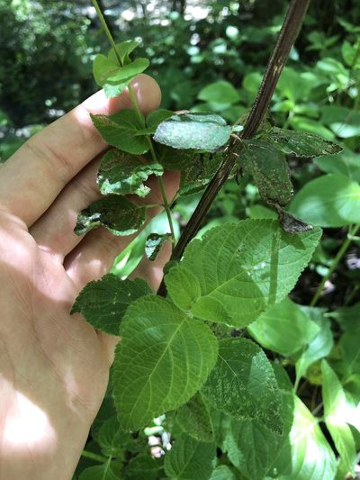 Salvia tubifera, photographed by Skjold Søndergaard