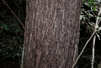 Eucalyptus baileyana, photographed by Greg Tasney