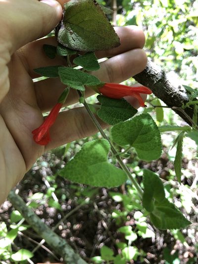 Salvia disjuncta, photographed by Skjold Søndergaard