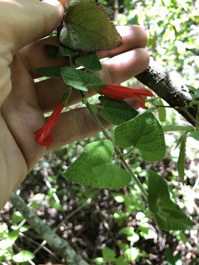 Salvia disjuncta, photographed by Skjold Søndergaard