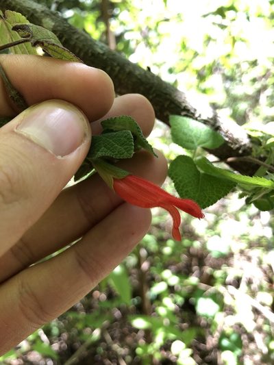Salvia disjuncta, photographed by Skjold Søndergaard