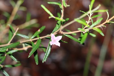 Boronia rosmarinifolia, photographed by Greg Tasney