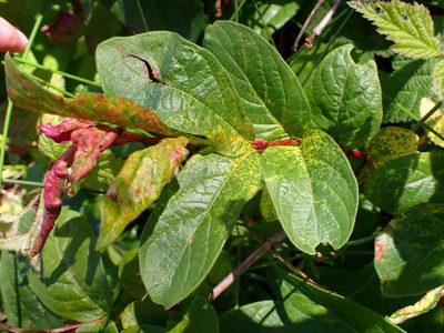 Lonicera involucrata, photographed by Cricket Raspet