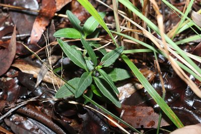 Brunoniella australis, photographed by Greg Tasney