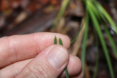 Lomandra filiformis, photographed by Greg Tasney
