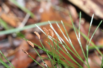 Schizaea bifida, photographed by Greg Tasney