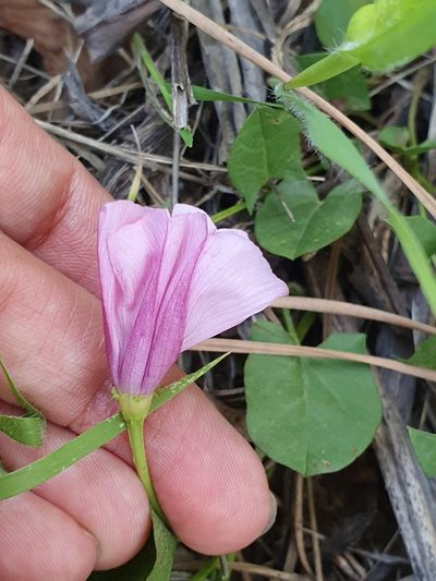 Convolvulus durandoi, photographed by Mehdi Chetibi