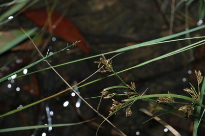Fimbristylis dichotoma, photographed by Greg Tasney
