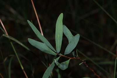 Hakea florulenta, photographed by Greg Tasney