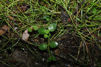 Gonocarpus micranthus, photographed by Greg Tasney