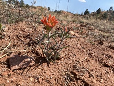 Castilleja integra, photographed by Ellen C Lovelidge
