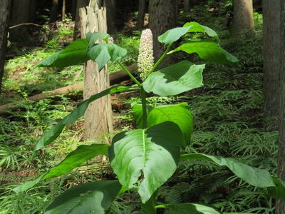 Phytolacca japonica, photographed by Marco Mussita