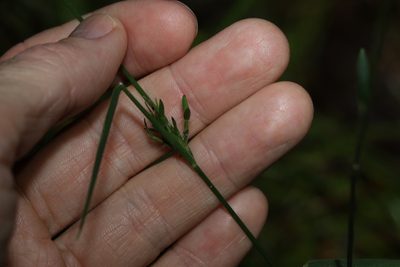 Entolasia stricta, photographed by Greg Tasney
