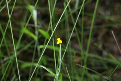 Chrysocephalum apiculatum, photographed by Greg Tasney