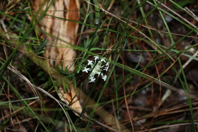 Pimelea linifolia, photographed by Greg Tasney