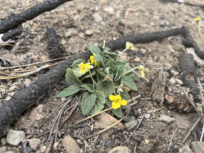 Viola purpurea, photographed by Justin Felder