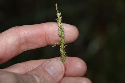 Sacciolepis indica, photographed by Greg Tasney