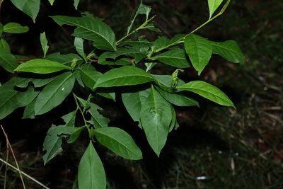 Dodonaea triquetra, photographed by Greg Tasney