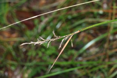 Lepidosperma laterale, photographed by Greg Tasney
