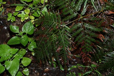 Pteridium esculentum, photographed by Greg Tasney