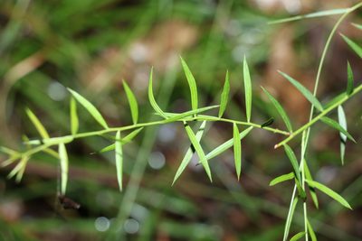 Daviesia umbellulata, photographed by Greg Tasney