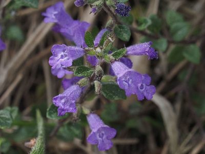 Clinopodium alpinum, photographed by Michael Knapp