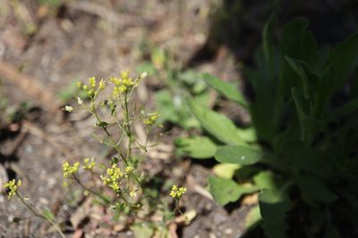 Draba nemorosa, photographed by Henry "Nick" Robertson