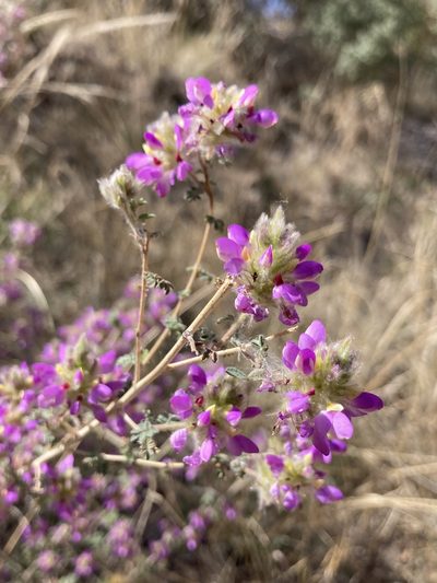 Dalea versicolor, photographed by er-birds