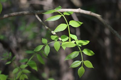 Fraxinus pennsylvanica, photographed by Henry "Nick" Robertson