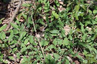 Campanula rapunculoides, photographed by Henry "Nick" Robertson