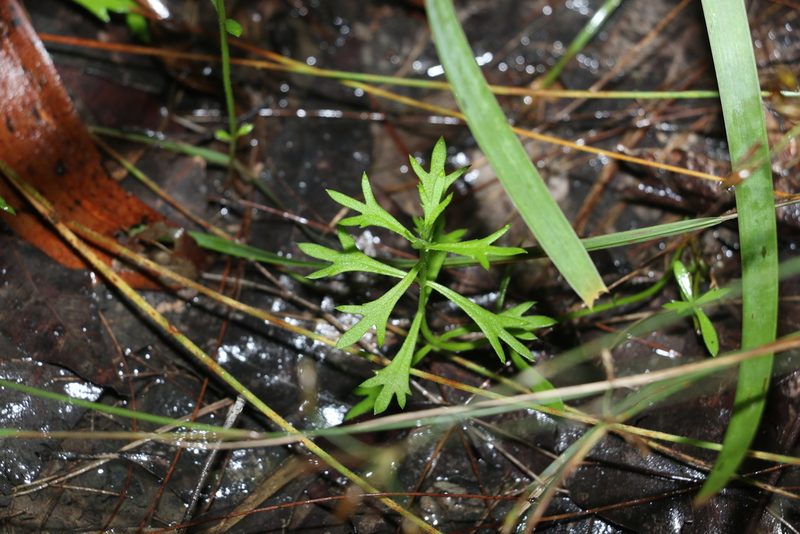 Haloragis heterophylla, photographed by Greg Tasney