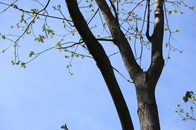 Juglans cinerea, photographed by Henry "Nick" Robertson