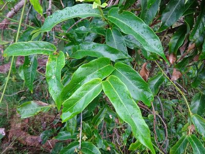 Parsonsia straminea, photographed by Gary Williams