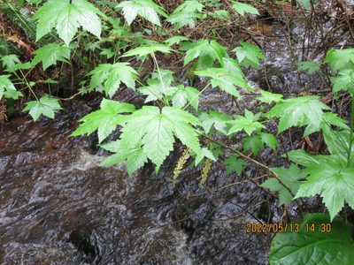 Ribes bracteosum, photographed by Steve Wells