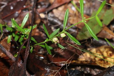 Cyanothamnus polygalifolius, photographed by Greg Tasney