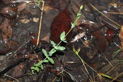 Hypericum gramineum, photographed by Greg Tasney