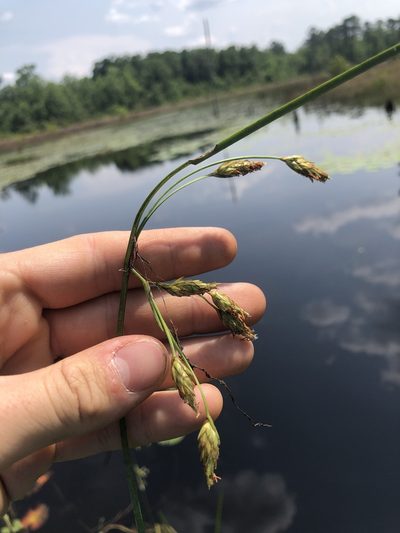 Schoenoplectus etuberculatus, photographed by John Kees