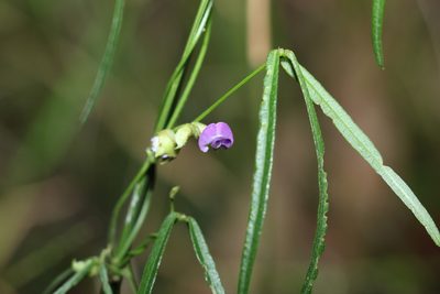 Glycine clandestina, photographed by Greg Tasney