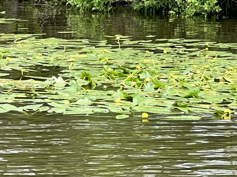 Nuphar sagittifolia, photographed by Sue Ann Kendall