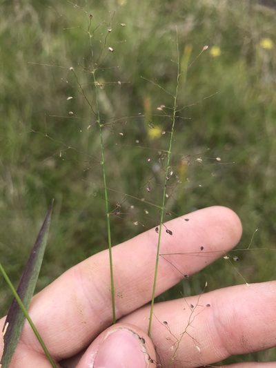 Dichanthelium longiligulatum, photographed by John Kees